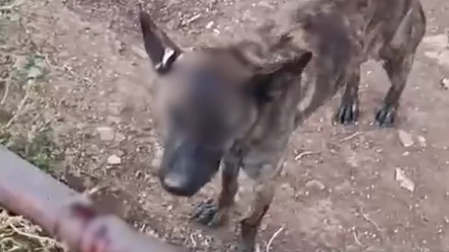 Brutális állatkínzás Ramallah mellett: Súlyosan megsérült egy egyéves malinois